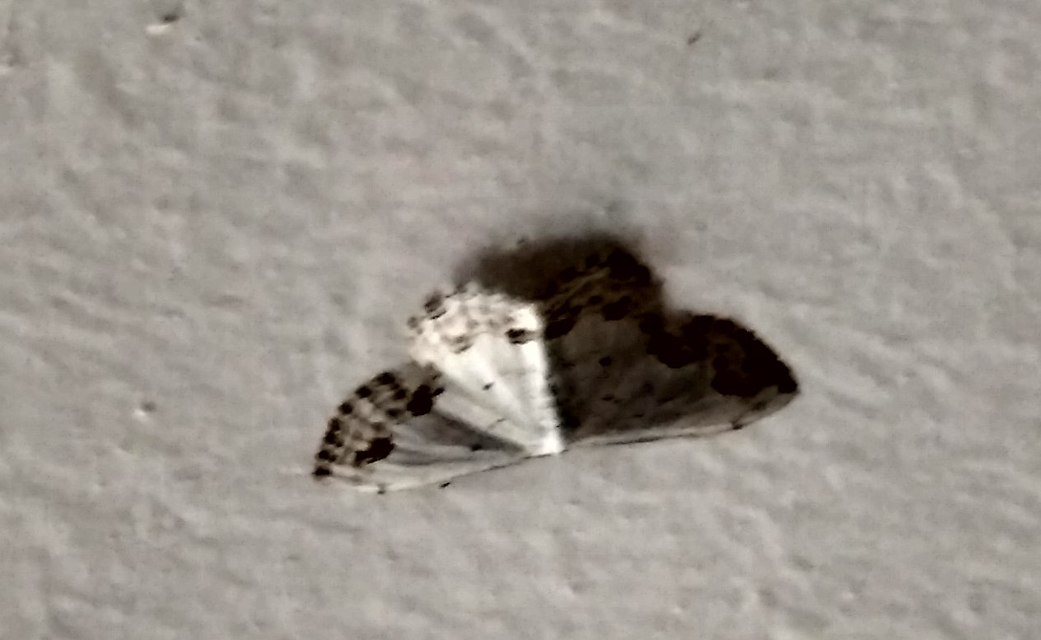 Scopula decorata - tarka fehéraraszoló