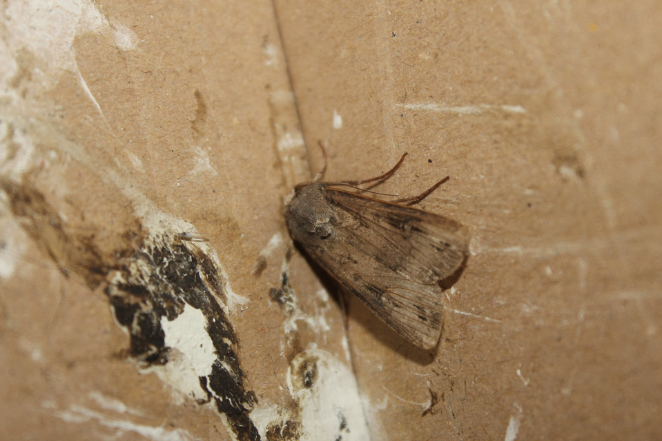Agrotis ipsilon - nagy földibagoly