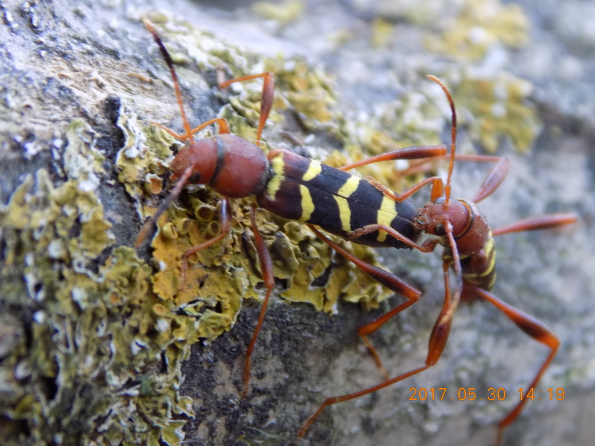 Neoclytus acuminatus - amerikai darázscincér