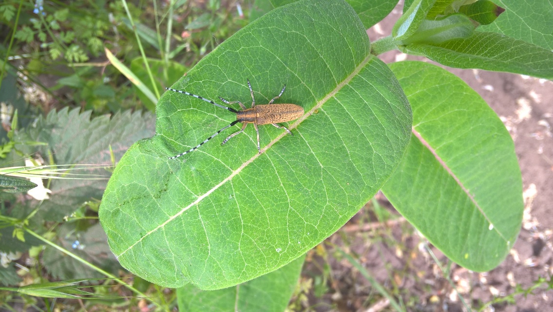 Agapanthia villosoviridescens - fehérgyűrűs bogáncscincér