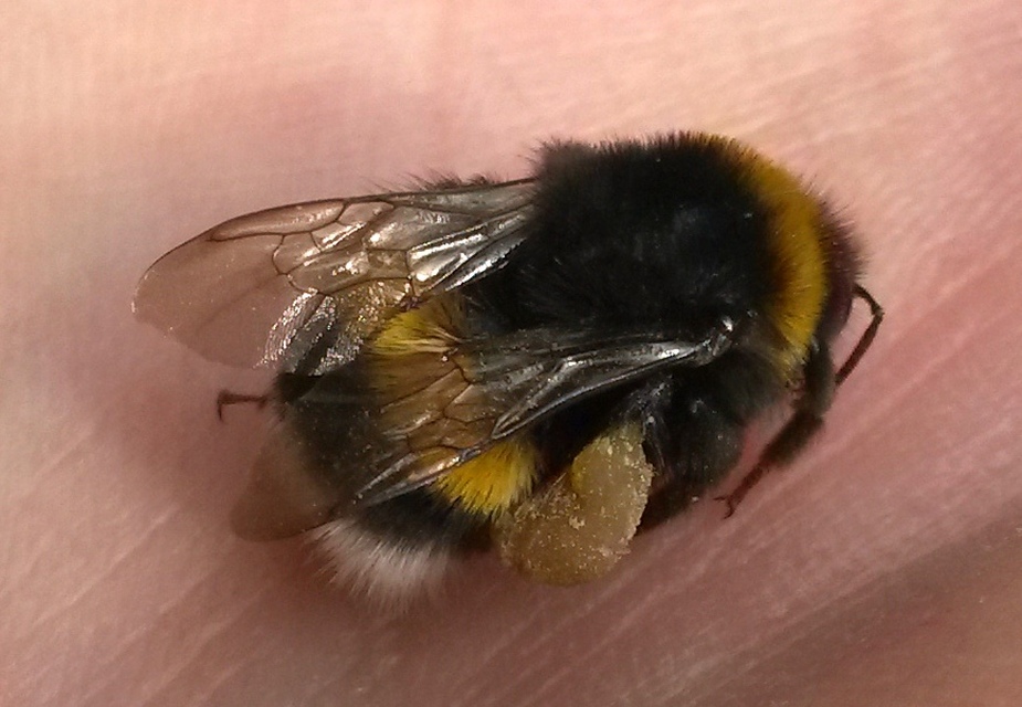 Bombus terrestris/lucorum