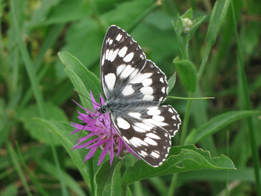 Melanargia galathea - sakktáblalepke