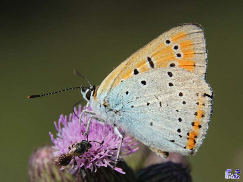 Lycaena dispar rutilus - nagy tűzlepke