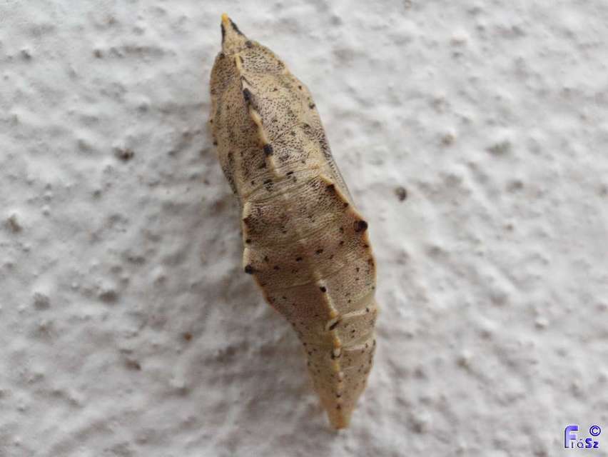 Pieris rapae - répalepke