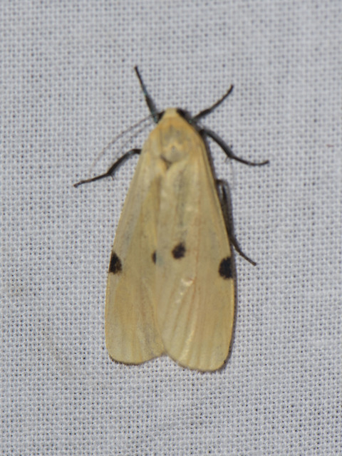 Lithosia quadra - négypettyes zuzmószövő