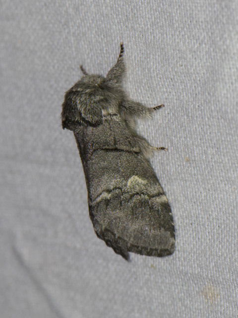 Drymonia querna - tölgyfa-púposszövő