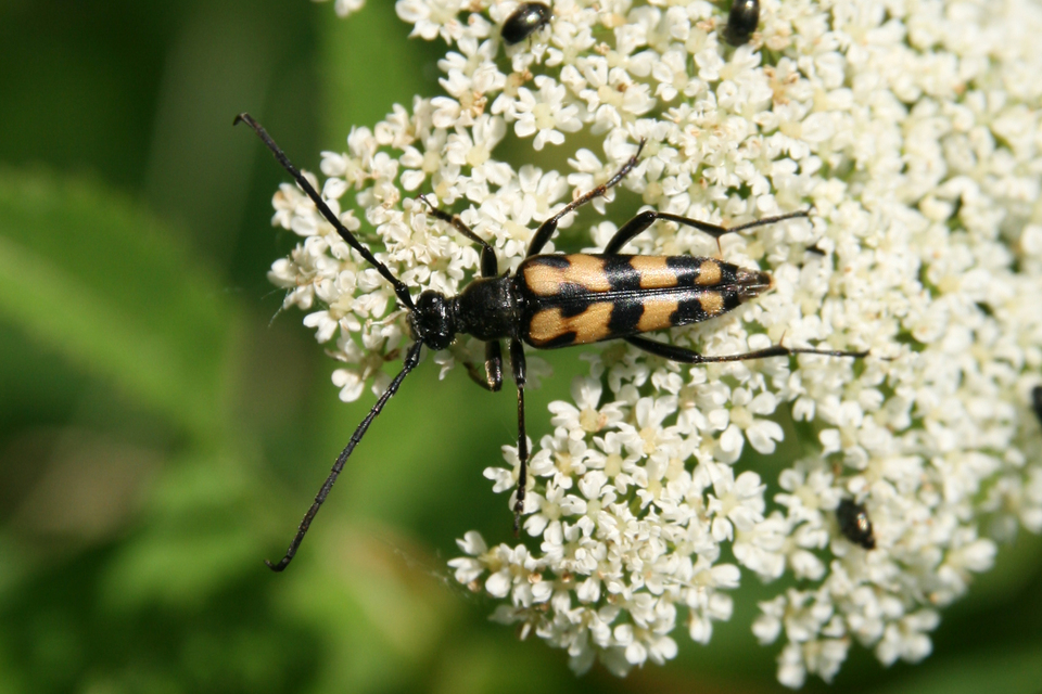 Leptura quadrifasciata - feketeszőrű szalagoscincér