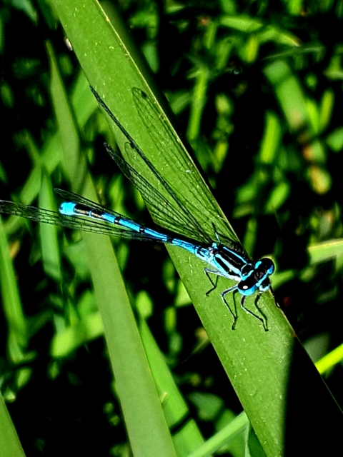 Coenagrion puella - azúrkék légivadász