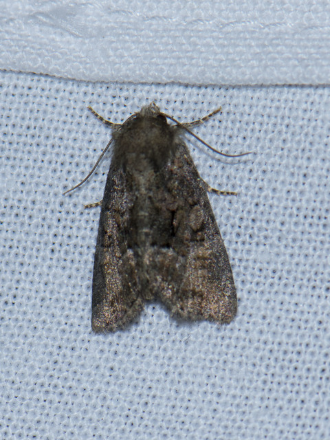 Oligia strigilis/latruncula/versicolor