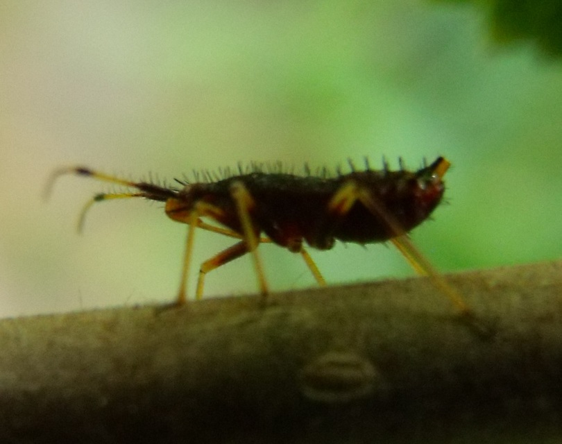 Deraeocoris ruber - vöröses mezeipoloska