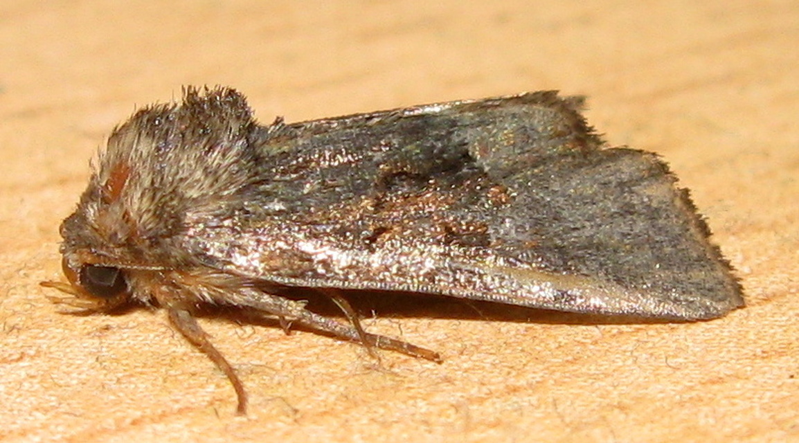 Oligia strigilis/latruncula/versicolor