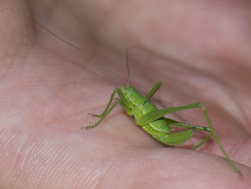 Leptophyes boscii - sárgászöld virágszöcske Leptophyes boscii - sárgászöld virágszöcske
