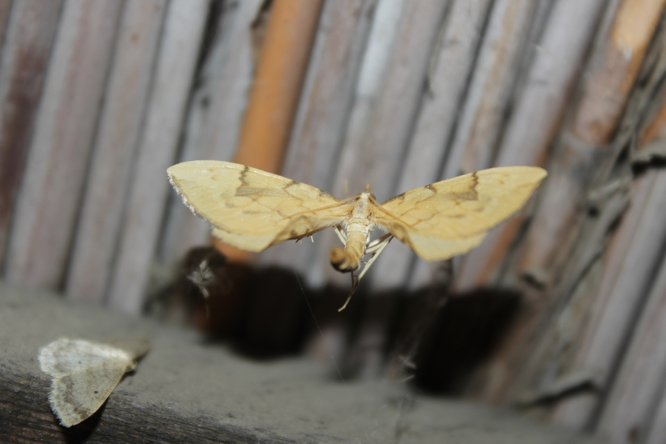 Eulithis pyraliata - sárga galajaraszoló