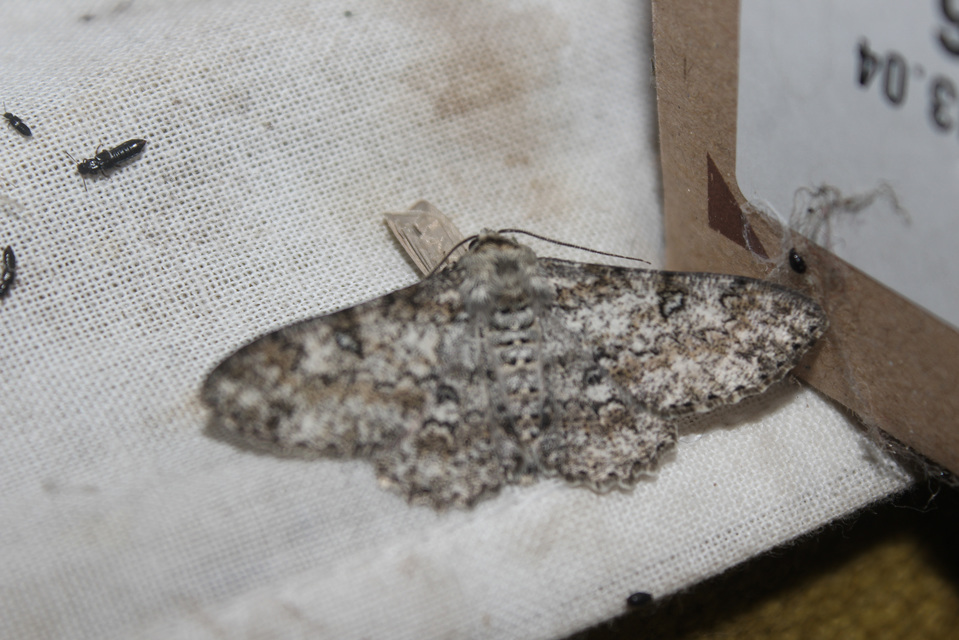 Ascotis selenaria - holdas faaraszoló