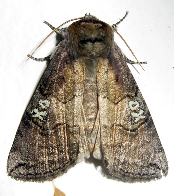 Tethea ocularis - pápaszemes pihésszövő