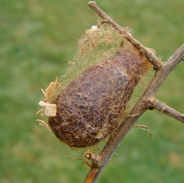 Saturnia pavoniella/pavonia