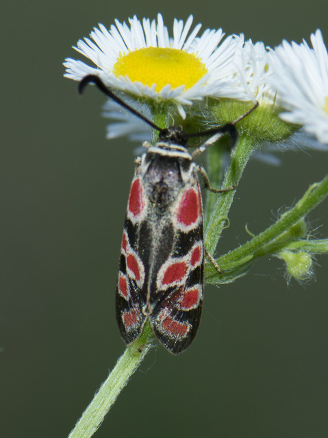 Zygaena carniolica - fehérgyűrűs csüngőlepke