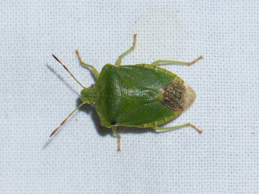 Palomena prasina - zöld bogyómászó-poloska Palomena prasina - zöld bogyómászó-poloska