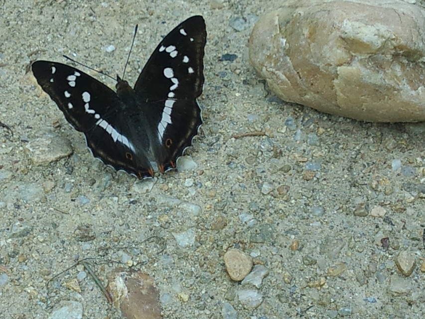 Apatura iris - nagy színjátszólepke