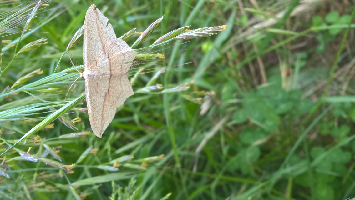 Timandra comae - piroscsíkos csipkésaraszoló