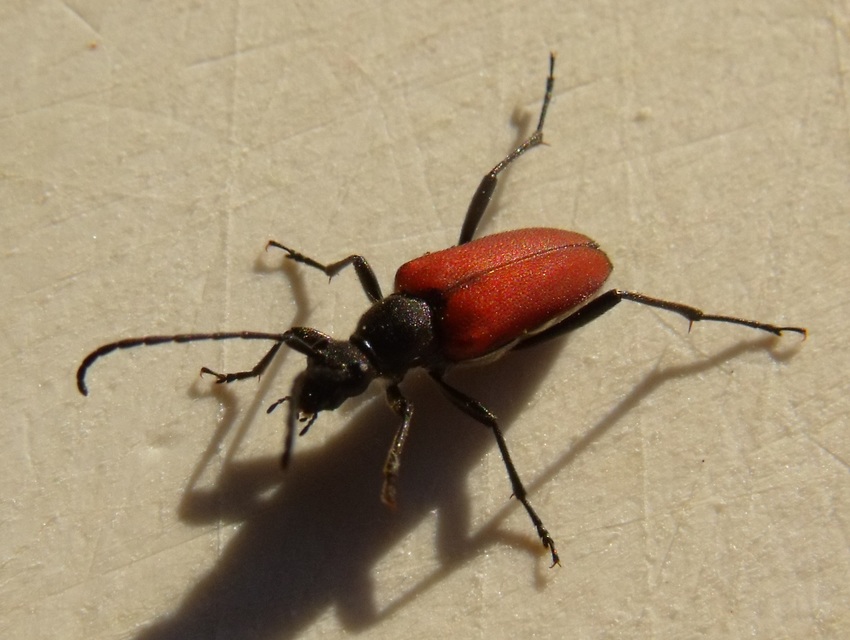 Anastrangalia sanguinolenta - kétszínű virágcincér
