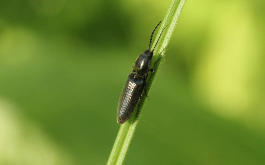 Hemicrepidius hirtus - borzas pattanó