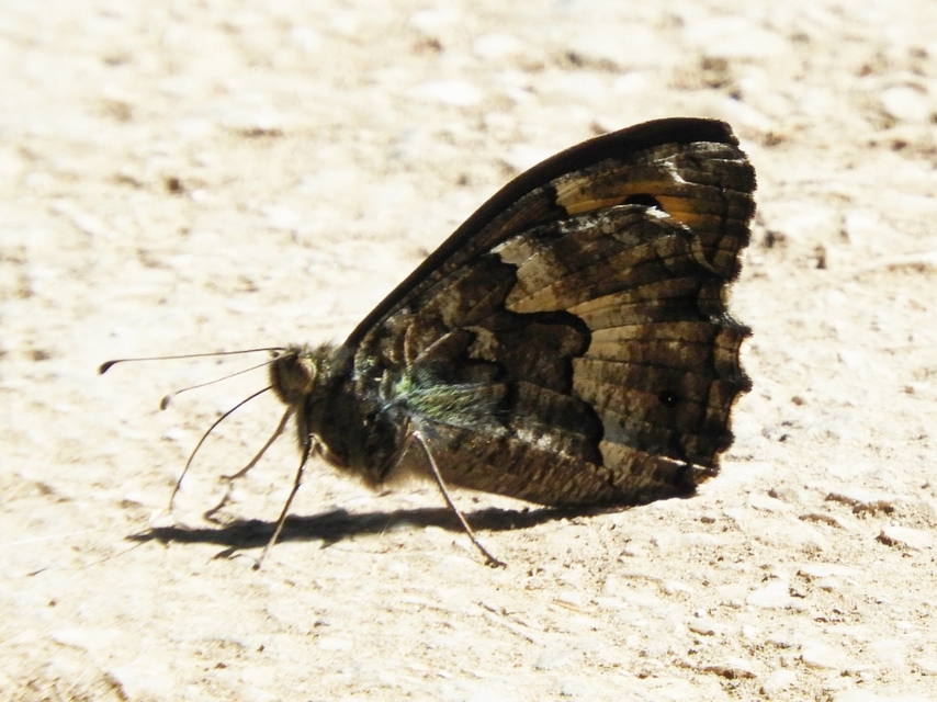 Hipparchia semele - barna szemeslepke