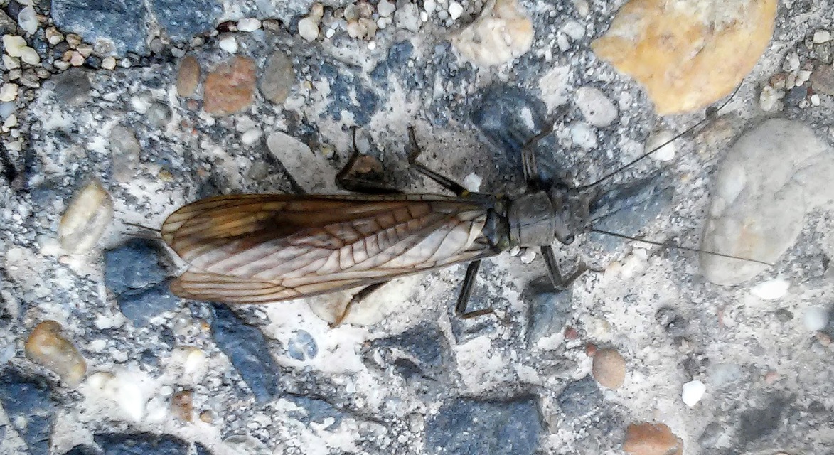 Plecoptera - Álkérészek
