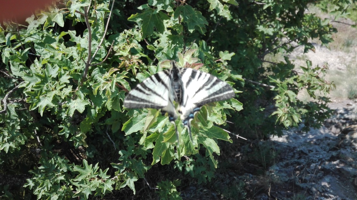 Iphiclides podalirius - kardoslepke