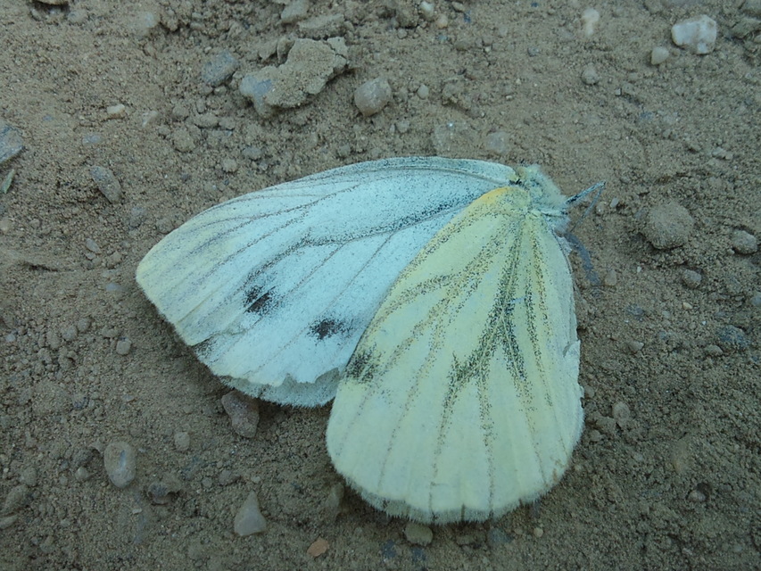 Pieris napi - repcelepke