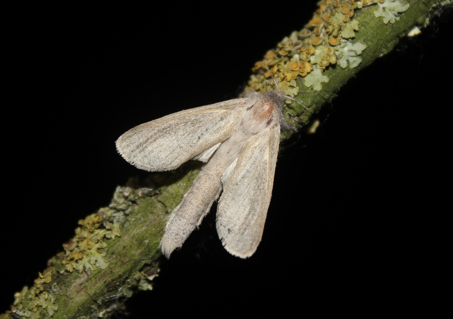 Phragmataecia castaneae - nádfúrólepke