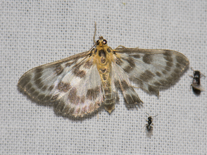Anania hortulata - tarka csalánmoly