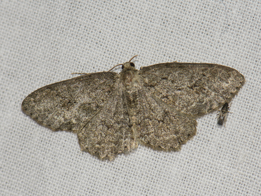 Ectropis crepuscularia - avararaszoló
