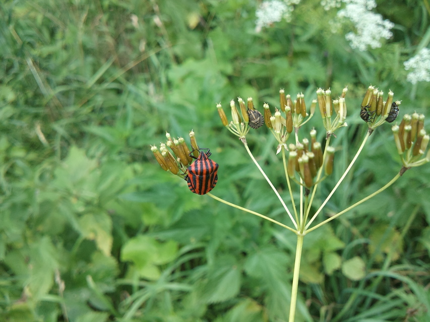 Graphosoma italicum - csíkos pajzsospoloska