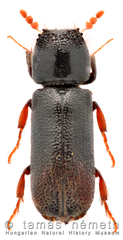 Xylopertha retusa - fekete csuklyásszú
