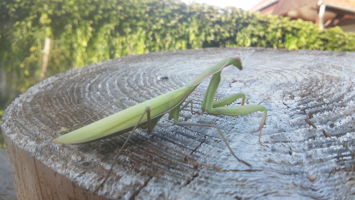 Mantis religiosa - imádkozósáska