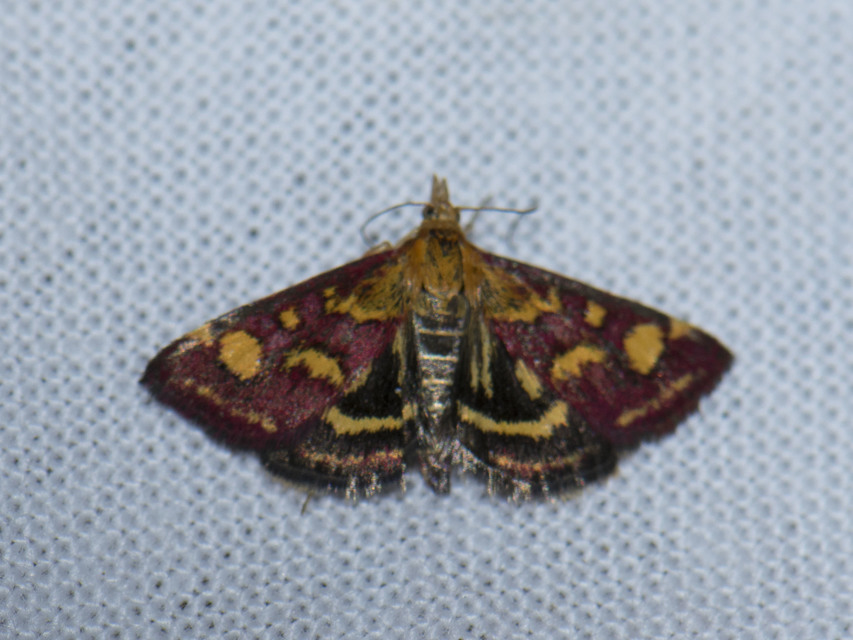 Pyrausta purpuralis - közönséges bíbormoly