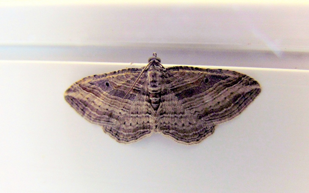 Costaconvexa polygrammata - soksávú araszoló