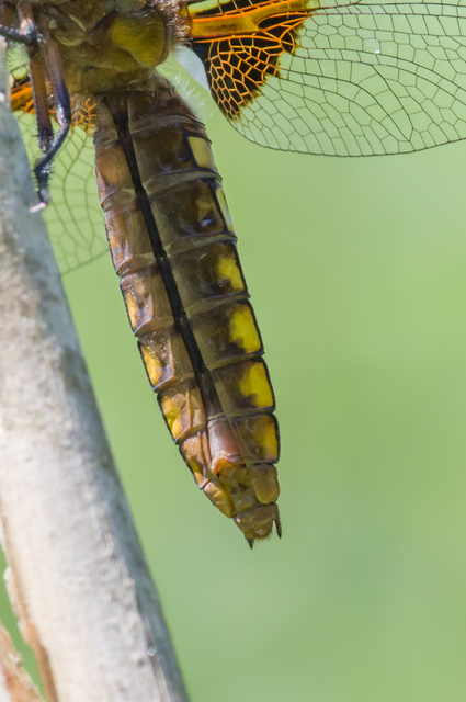 Libellula depressa - széles laposacsa