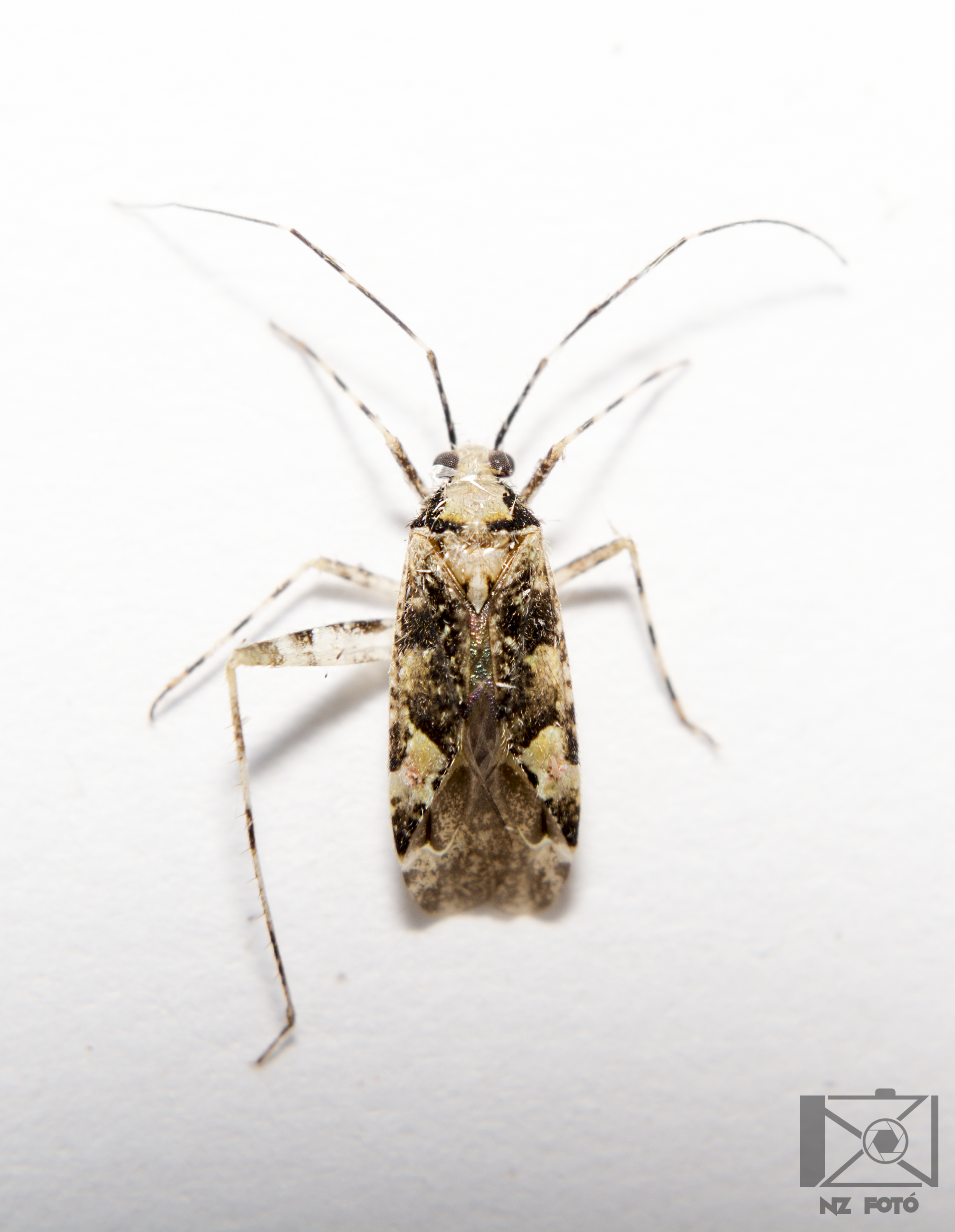 Phytocoris tiliae - hársfapoloska