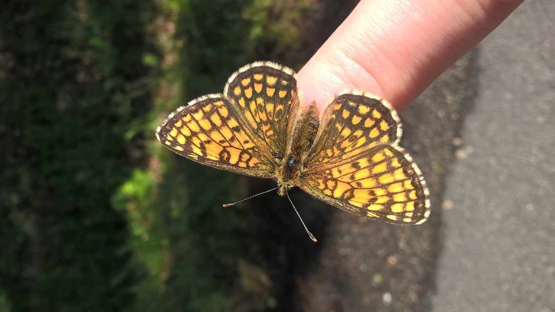 Melitaea athalia - közönséges tarkalepke