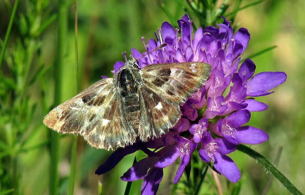 Carcharodus floccifera - pemetefű-busalepke