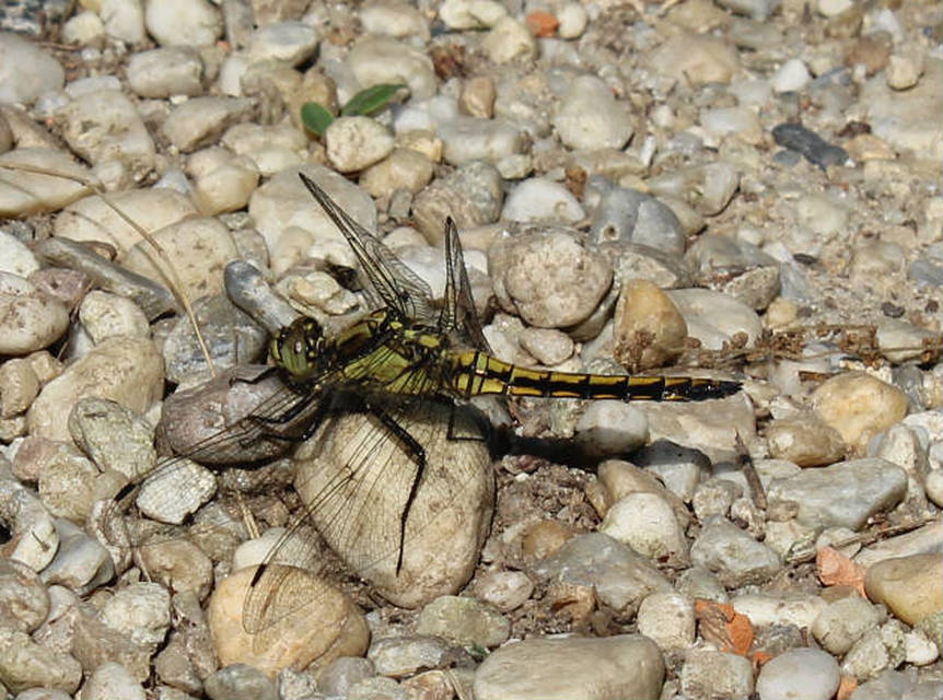 Orthetrum cancellatum - feketefarkú pásztorszitakötő