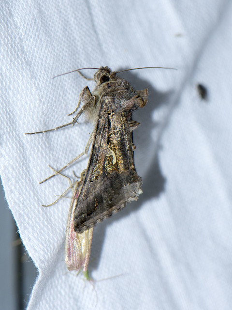 Autographa gamma - gammalepke