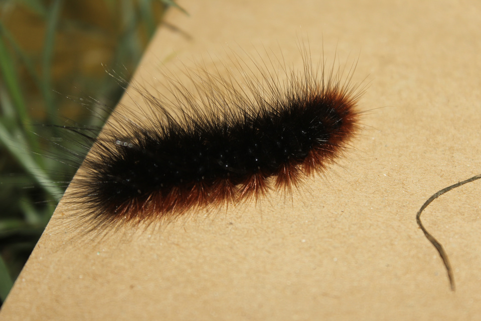Arctia caja - közönséges medvelepke