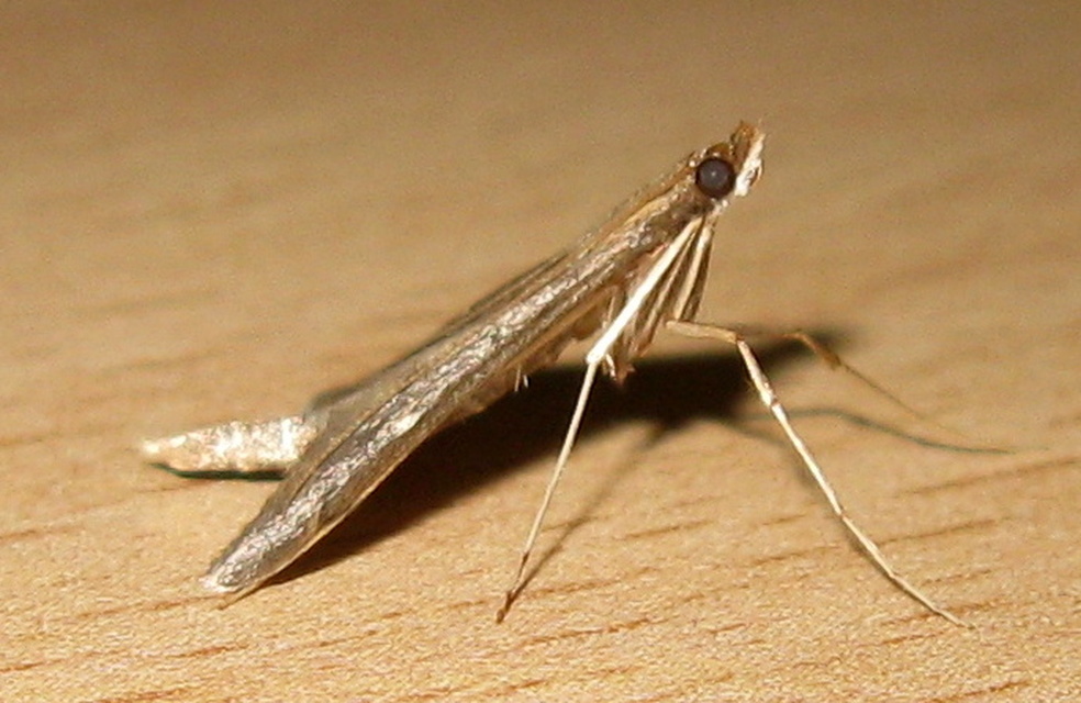 Dolicharthria punctalis - hosszúlábú tűzmoly
