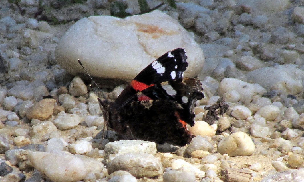 Vanessa atalanta - atalantalepke