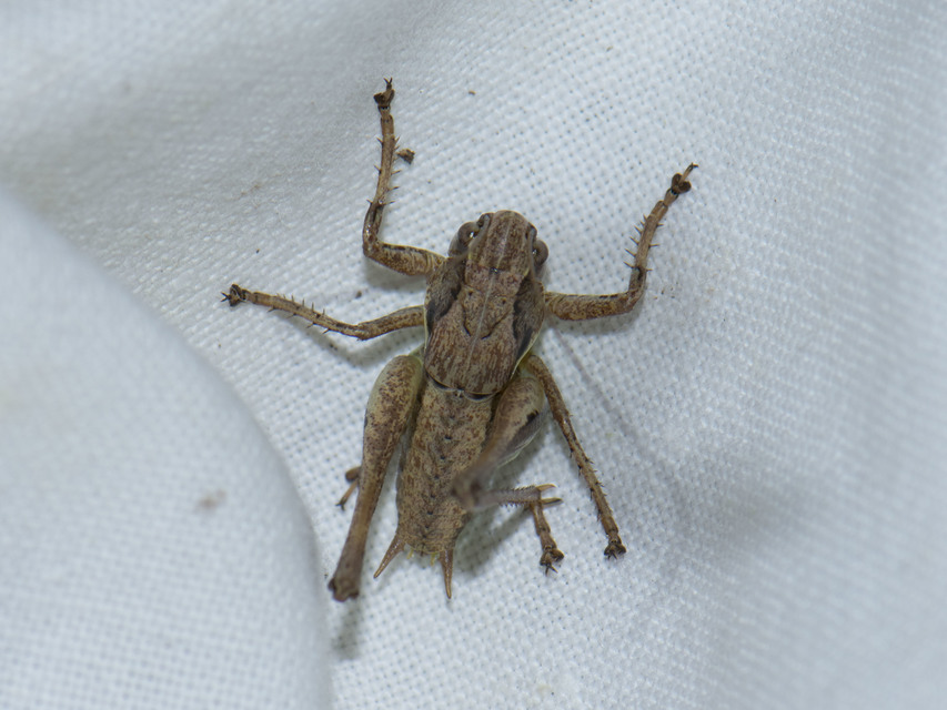 Pholidoptera griseoaptera - szürke avarszöcske Pholidoptera griseoaptera - szürke avarszöcske