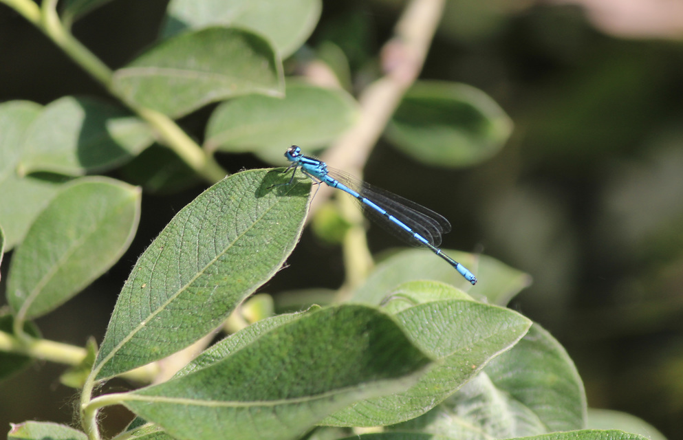 Coenagrion puella - azúrkék légivadász