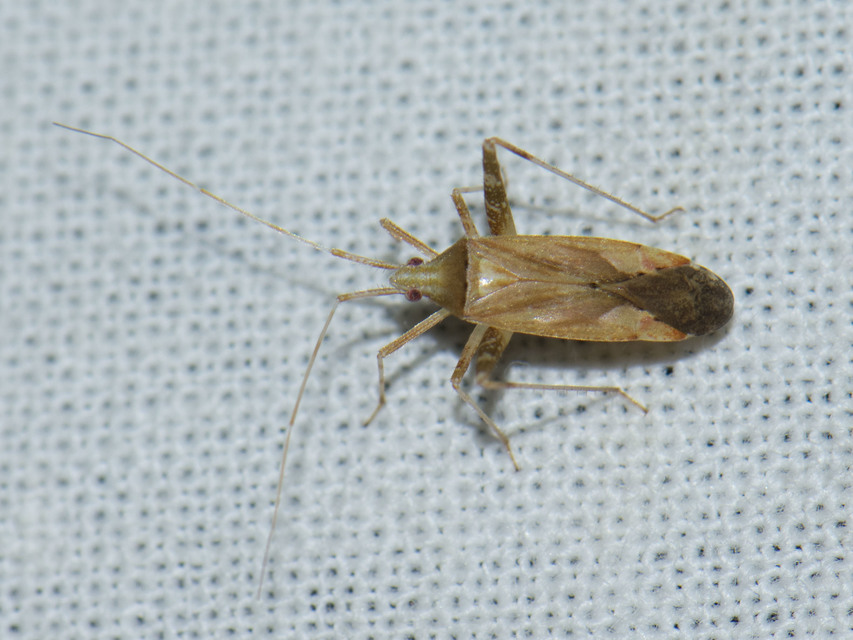 Phytocoris